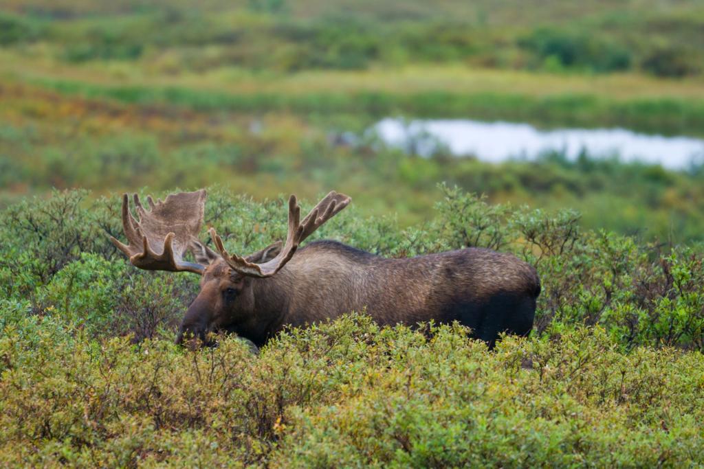 Moose in Denali National Park
