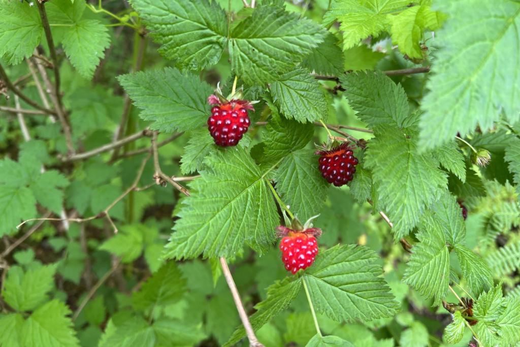 Salmonberries in Yakutat