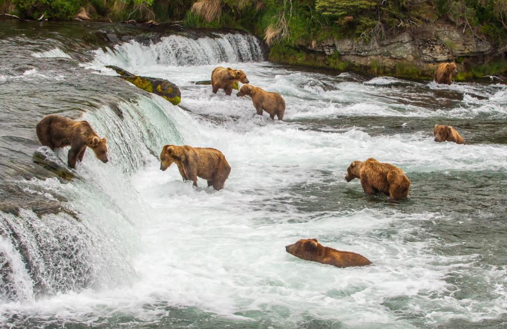 Bears at Brooks Falls in Katmai National Park