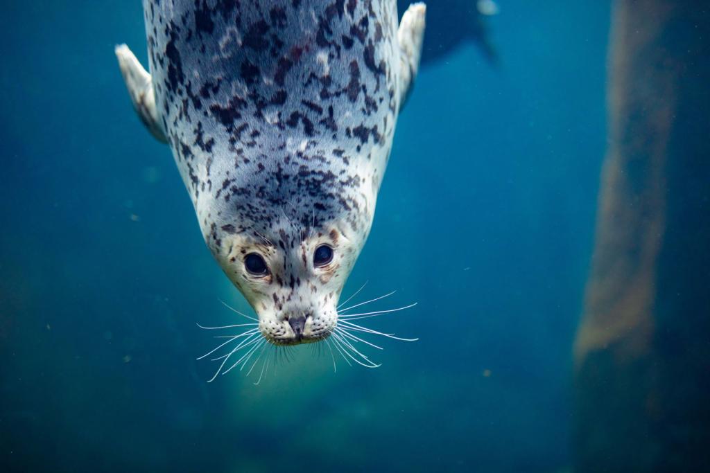 Harbor seal at the Alaska Sealife Center