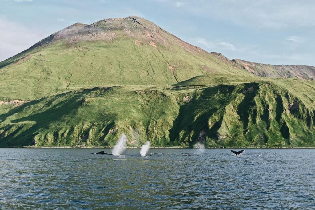 Whales in Unalaska