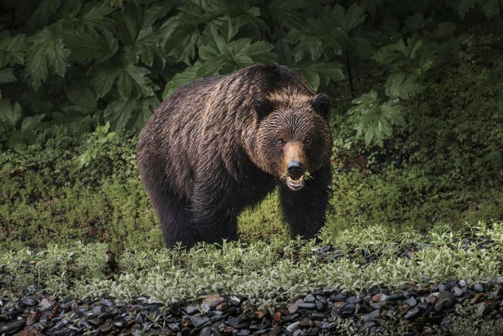 Brown Bear