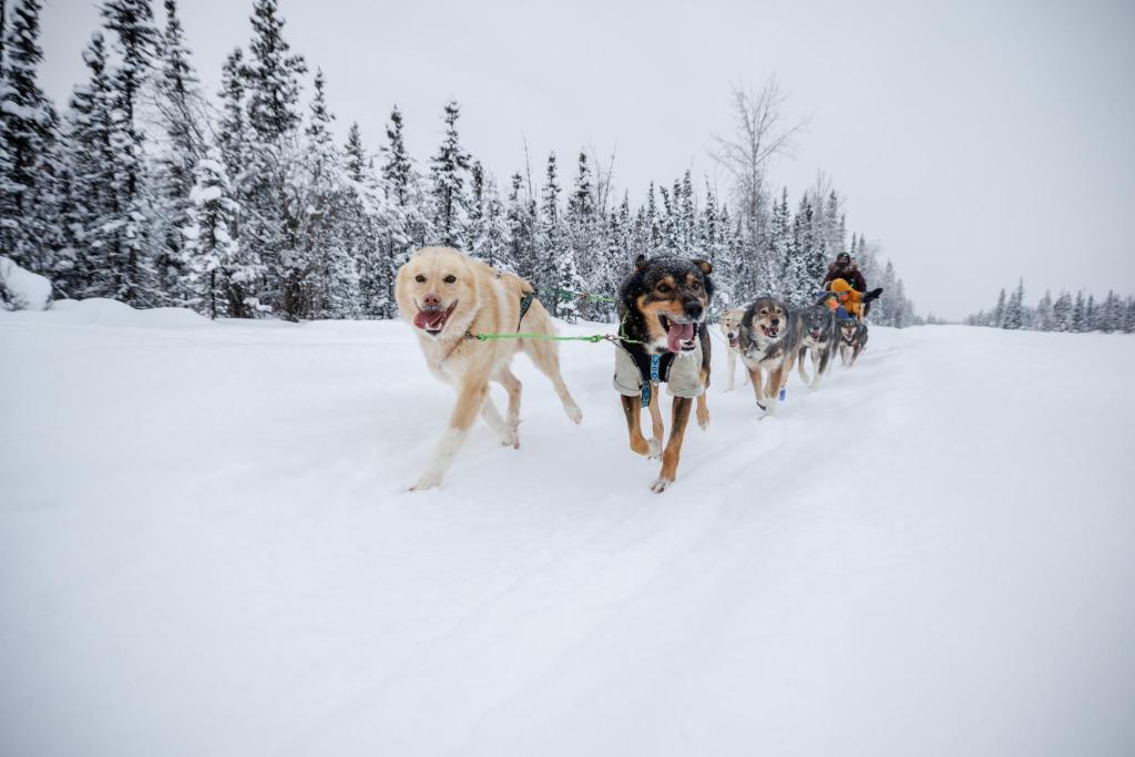A dog sled team pulls a sled on a dog sled tour outside of Fairbanks