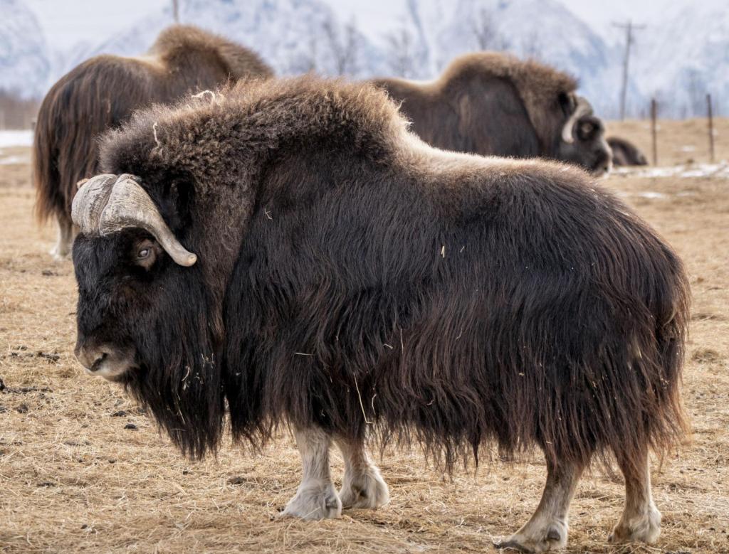Musk Ox at the Musk Ox Farm in Palmer