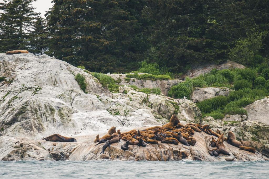Stellar sea lions in Glacier Bay National Park