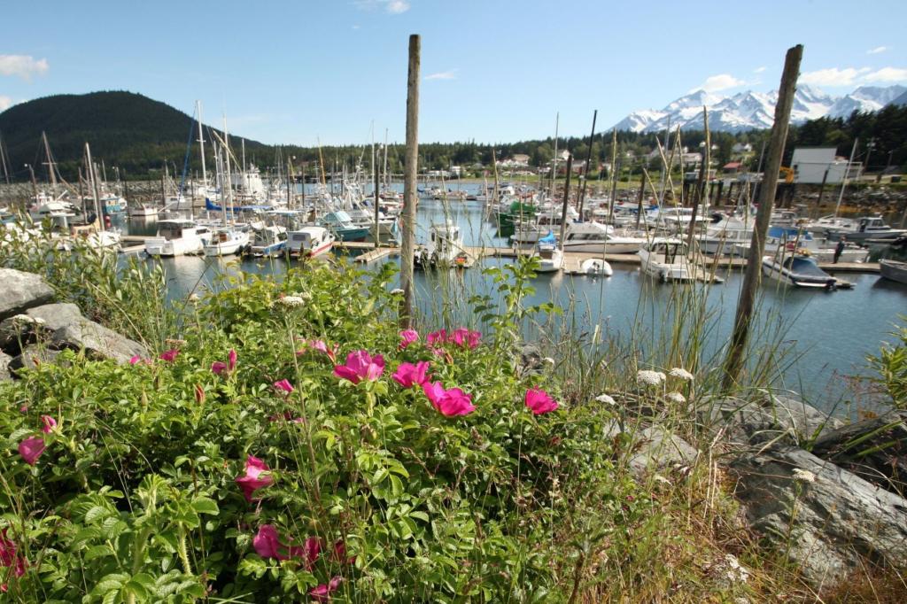 Haines Harbor with flowers in the foreground