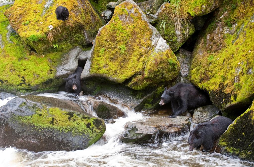 Bear viewing at Anan Creek