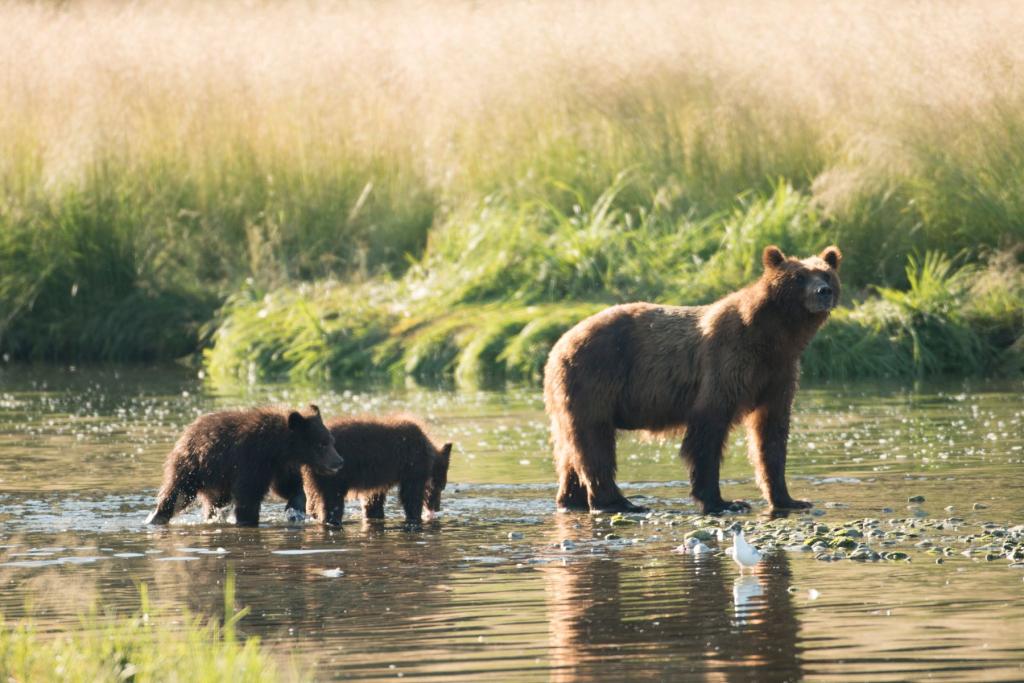 Pack Creek Bear Viewing Area