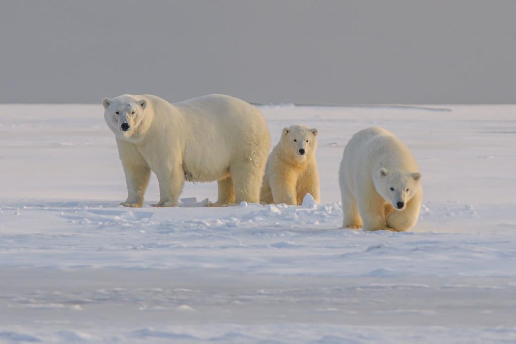 Polar Bear in Alaska