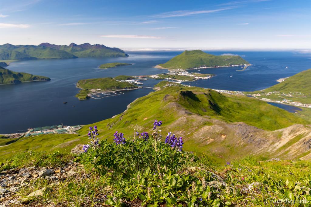 Mountain view of Unalaska/Dutch Harbor looking out over grass-covered terrain, marinas, and multiple islands. Purple flowers bloom in the foreground.