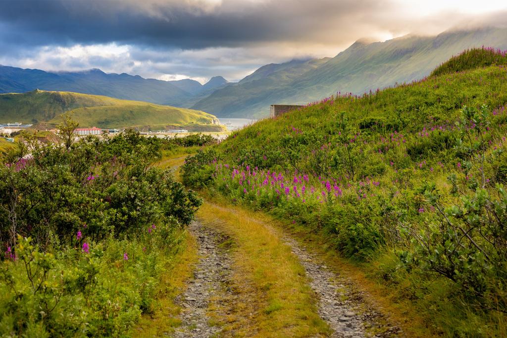 Hiking trail in Unalaska, AK with pink flowers blooming on both sides