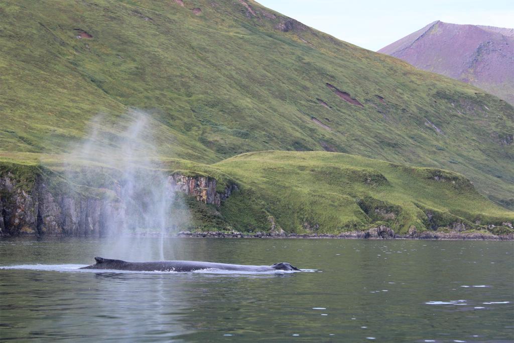 Whale breaching the surface of water in Unalaska, AK