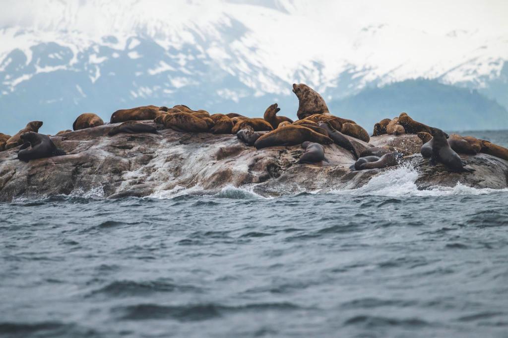 Stellar Sea Lions in Glacier Bay