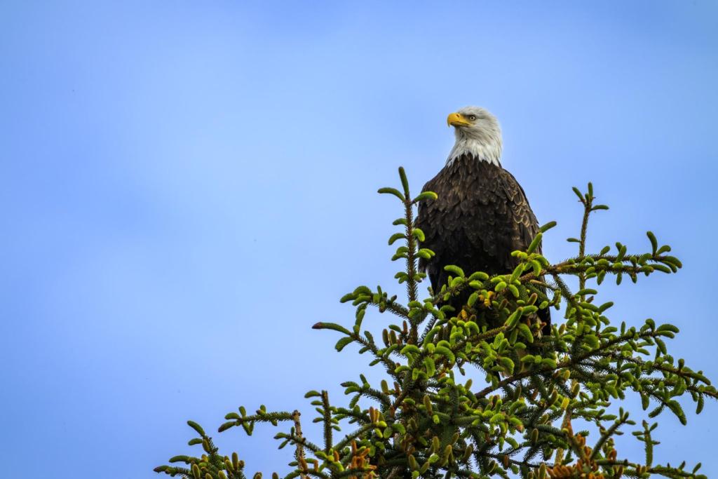 Eagle in Hoonah