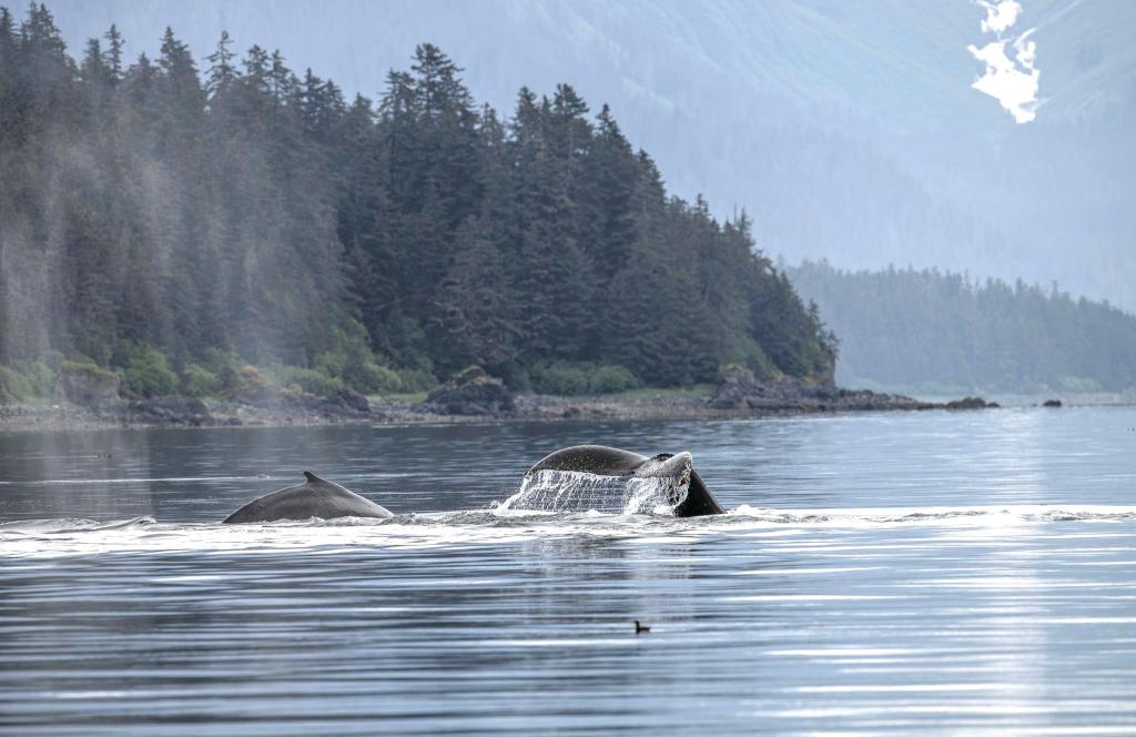 Whales in Hoonah