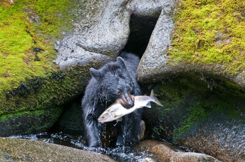 Bear viewing at Anan Creek