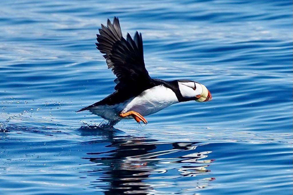 Puffin in Alaska