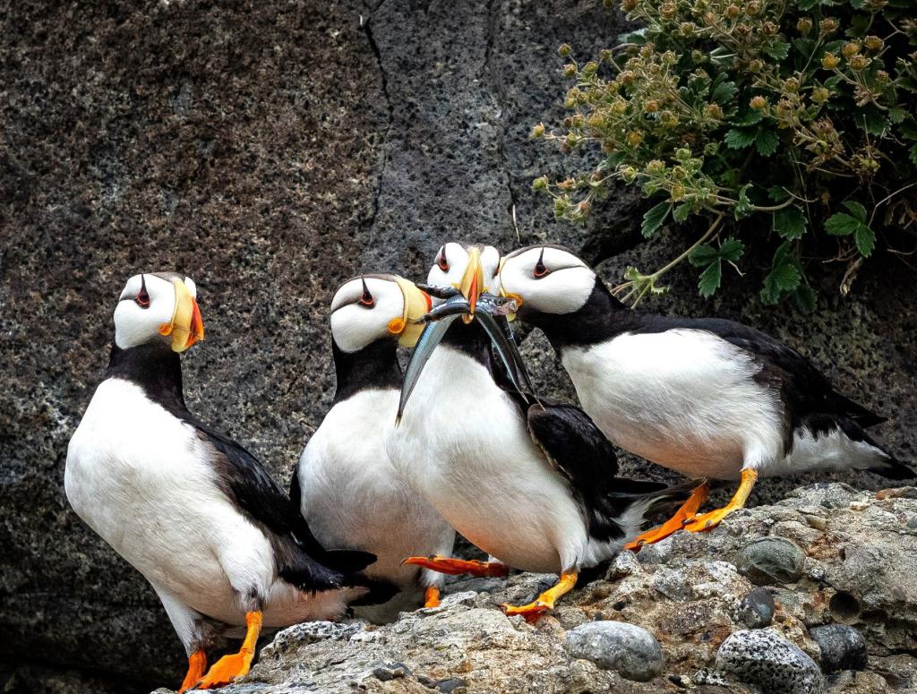Puffins in Alaska