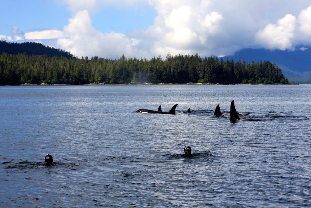 Snorkeling near orca whales in Ketchikan