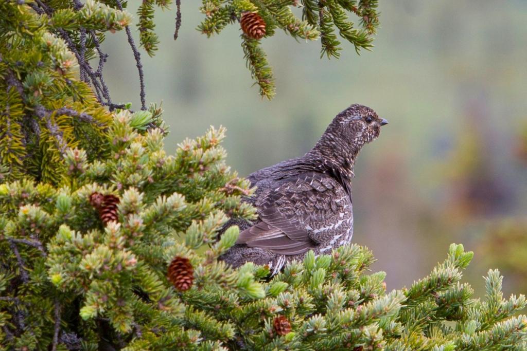 Ptarmigan in Denali National Park