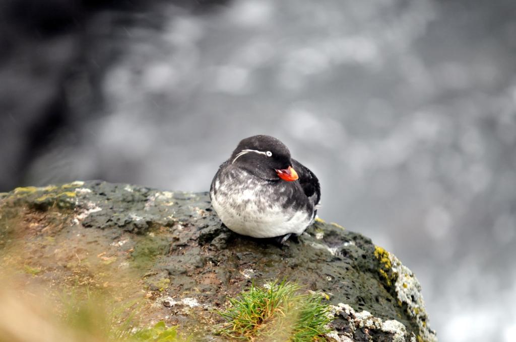 Bird on St. Paul Island