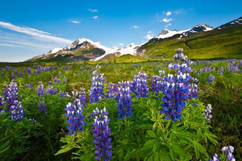 Lupine in Thompson Pass