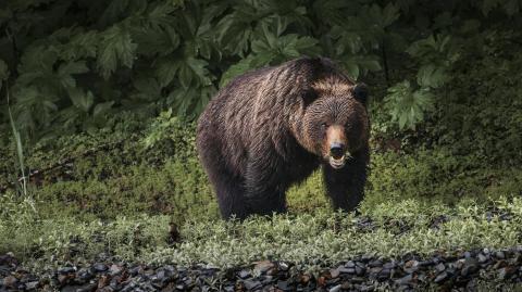 Bear in southeast Alaska