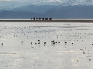 Kachemak Bay Shorebird Festival Photo