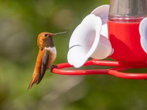 Summer Hummingbird Days 2025 Photo