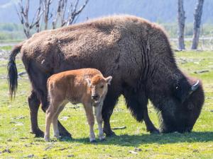 FREE Admission for Moms on Mother’s Day Photo