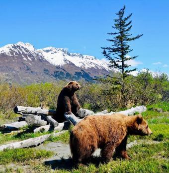 Alaska Wildlife Conservation Center Photo