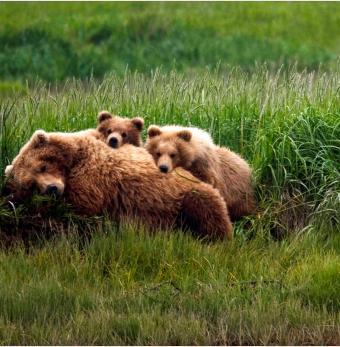 Alaska Tour & Travel Photo