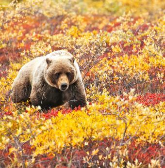 Alaska Tour & Travel Photo