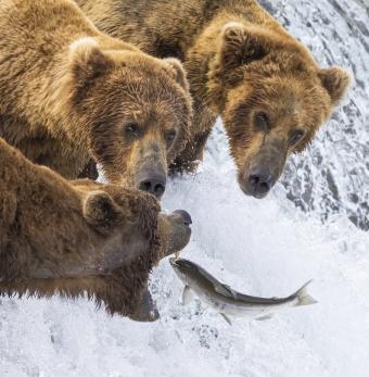Bears Fishing Photo