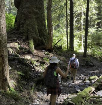 Mountain Lake Trek to Avalanche Chute—hiking beneath towering old-growth Sitka spruce. Photo