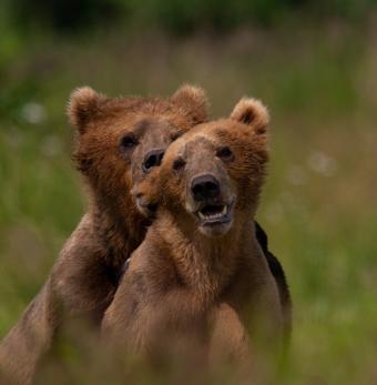 Kodiak Brown Bear Center and Lodge Photo