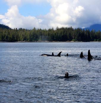 Snorkel Alaska Photo