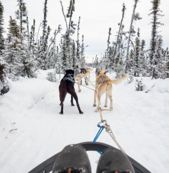 Alaska Mushing School Photo