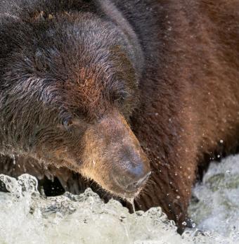 Black bear wading in shallow water at the Anan Wildlife Observatory Photo