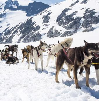 Helicopter & Dogsled Glacier Excursion Photo