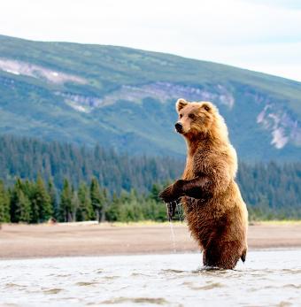 Alaska Tour & Travel Photo