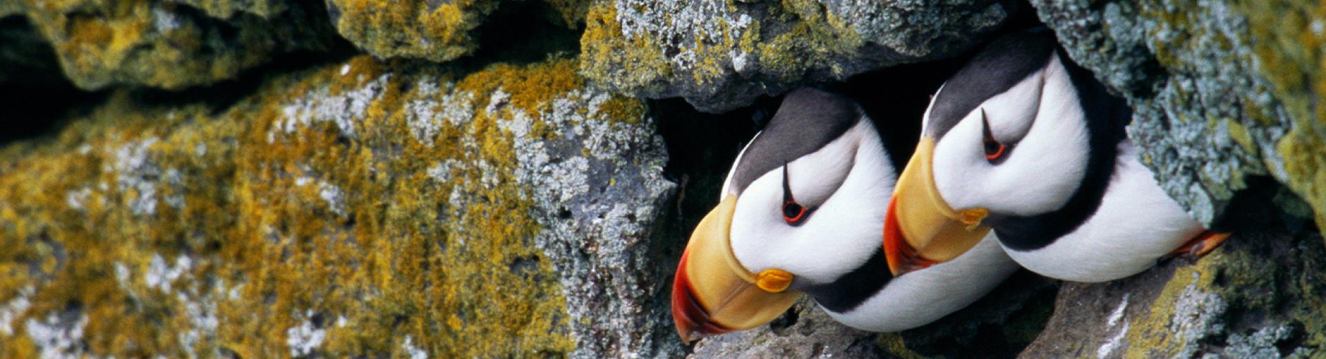 Horned puffins on Alaska's St. Paul Island